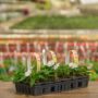 Sunpatiens – Compact White – 306 pack